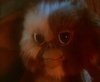 gremlins_0019