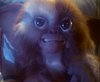 gremlins_0029