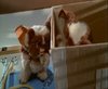 gremlins_0038