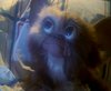 gremlins_0030